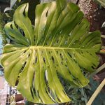 گلخانه سوگل