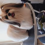 آرایشگاه حیوانات خانگی سپیده