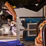 خدمات دامپزشکی دکتر آشوری