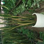 گلخانه یاس سفید