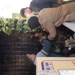 طراحی و اجرای دیوار سبز