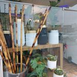 گالری گل رز گلد