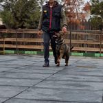 مربی تربیت سگ