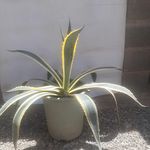 مزرعه زندگی