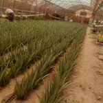 مزرعه زندگی