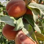 شرکت برند نهال دنیز