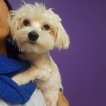 کلینیک دامپزشکی رستا