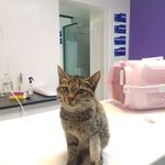 کلینیک دامپزشکی رستا