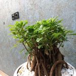 بورس سکه دریای زرین