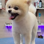 آرایشگاه حیوانات خانگی  فرامرز