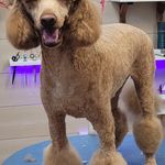 آرایشگاه حیوانات خانگی  فرامرز