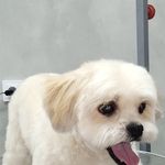 آرایشگاه حیوانات خانگی  فرامرز