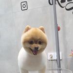 آرایشگاه حیوانات خانگی  فرامرز