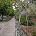 بوستان نارون