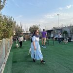 آموزش سگ تربیت سگ