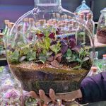 دنیای سبز باغ شیشه ای (تراریوم)
