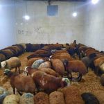 دامداری سیف الله ورحمت