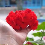 مسجد گلشن