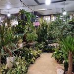 کیلینیک گل وگیاه خانواده