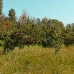 روستای صومعه علیا (سوما)