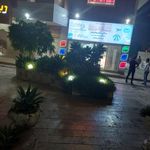 سپیدار سیر کیش