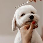 کلینیک دامپزشکی و پت شاپ دکتر قانع