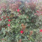 باغ نعمت زاده