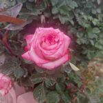 باغ نعمت زاده