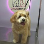 خدمات آرایشگری حیوانات خانگی عرب حلوایی