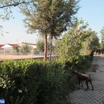 باشگاه سوارکاری شکوری