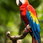 رعنا روزبهانی