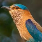 رعنا روزبهانی