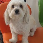 فاطمه توحیدی کمال