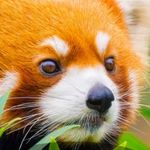 رعنا روزبهانی