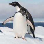 رعنا روزبهانی