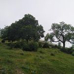 قبرستان   گلم بزه دار