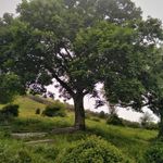 قبرستان   گلم بزه دار