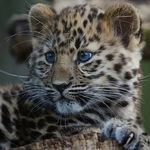 رعنا روزبهانی