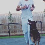 مربی تربیت سگ