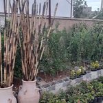 گلخانه و گلفروشی گمپ گل