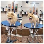 آرایشگاه حیوانات خانگی  فرامرز