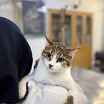 درمانگاه دامپزشکی های پت