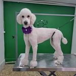 هتل پانسیون خانه دوم(پانسیون حیوانات)