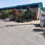 بازار گل و گیاه شهید لشکری