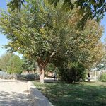 پارک رضوان