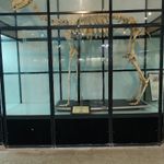 موزه تاریخ طبیعی