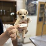 درمانگاه دامپزشکی های پت