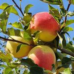 نهالستان آرش محمدپور