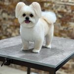 مجید پورشفیع قلعه کلی