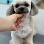 مجید پورشفیع قلعه کلی